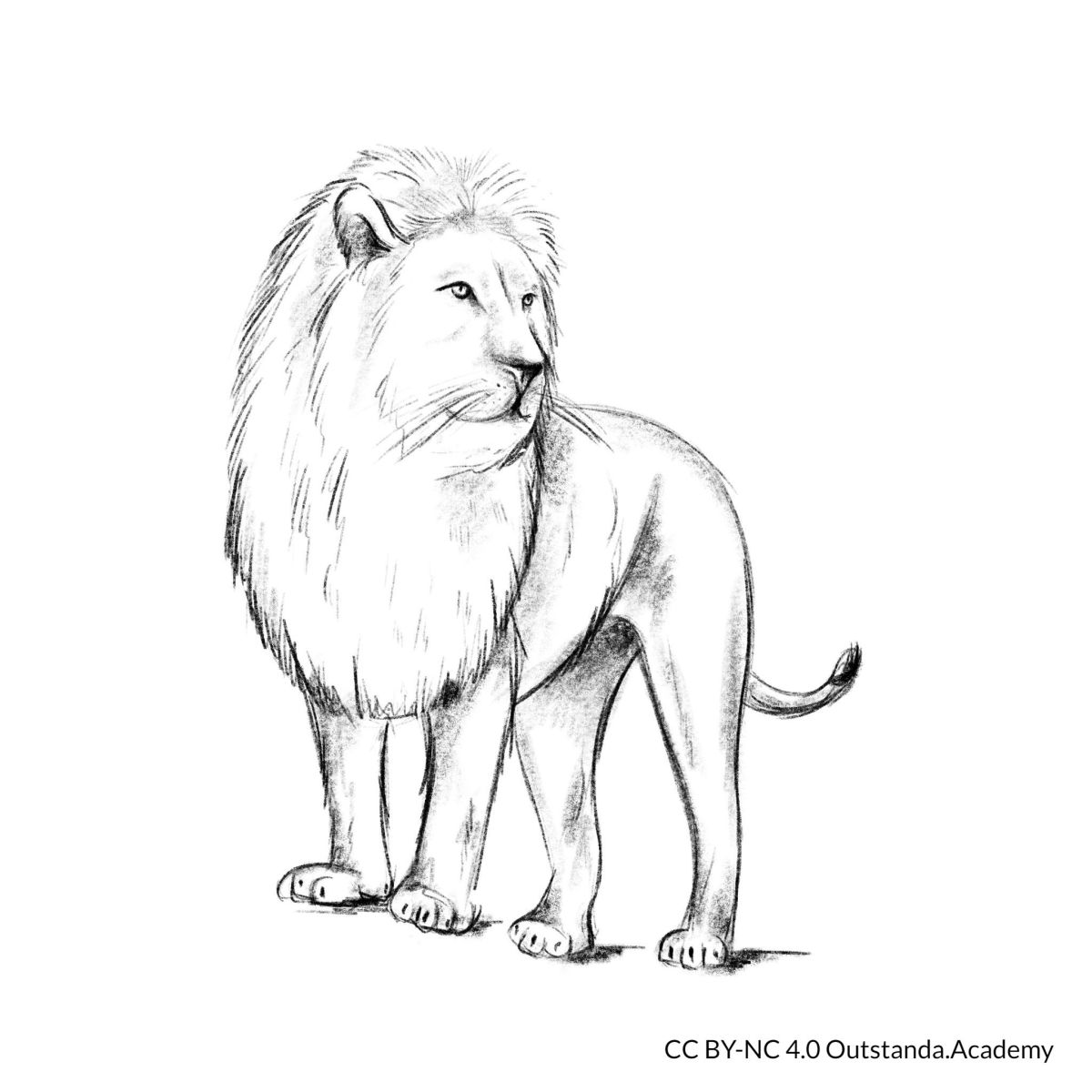 draw a lion step 7