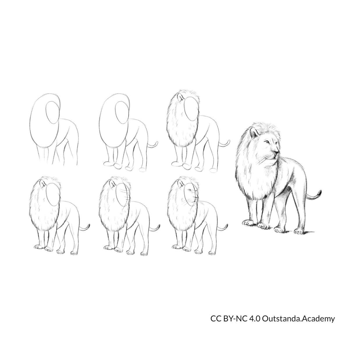 draw a lion step by step